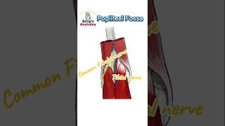 4C Popliteal fossa anatomy illustration drawing art bones study students knee hamstrings [upl. by Anelrac]