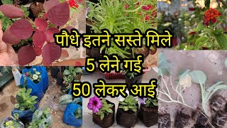 winter season plant shopping सर्दियों के लिए फूलों वाले पौधे लिएshoppingwinterfloweringplantsname [upl. by Dorsy779]