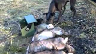 Bedlington whippet ferreting [upl. by Iridissa753]