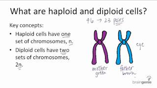 521 Haploid v Diploid [upl. by Nahs741]