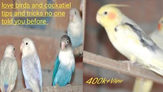 LoveBirds Home Breed Tips  LoveBirds as Pets Care  LoveBird Nest Box  Cockatiel Home Breed  vlog [upl. by Laureen]