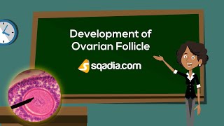 Development of Ovarian Follicle  Embryology Anatomy Animation  VLearning™  sqadiacom [upl. by Zane]