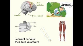 Trajet nerveux de lacte volontaire [upl. by Disraeli]