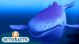 Octonauts  The Albino Humpback Whale 🐋  Season 1  Full Episodes  Cartoons for Kids [upl. by Ailel]