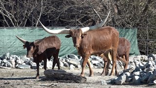 New Watusi cattle introduced to zoo [upl. by Julianne604]