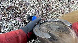 Sample Hoof Cleaning on Clancy in the Field [upl. by Renckens717]