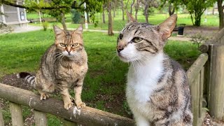 Cute Beautiful Cats living on the street These Cats are very hungry 💕 [upl. by Mcgurn]