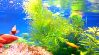 Myriophyllum elatinoides [upl. by Lampert583]