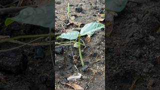 Growing cowpeas timelapse from seeds to leaves harvesting [upl. by Gustafsson]