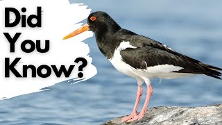 Things you should know about OYSTERCATCHERS [upl. by Buell]