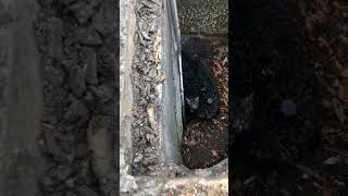 Must See Kitten Rescue in Sewer [upl. by Emelin]