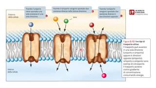 Il trasporto delle sostanze tramite la membrana cellulare [upl. by Eux317]