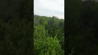 tree surfing aboutme fpvandchilll fpvlove drone quadcopter fpvdrone [upl. by Ramej]