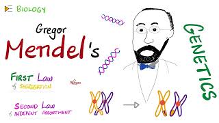 1st amp 2nd Mendelian Laws  Genetics 🧬 [upl. by Esydnac]