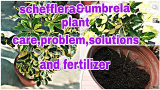 schefflera plant careornamental How to grow schefflera plant for cuttingumbrella plants propag [upl. by Viscardi]