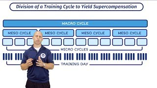 Macro Meso and Micro Cycles  Training Periodisation With Mike Zourdos  The SBS Academy [upl. by Ahsiemaj365]