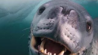 He Approached A Deadly Leopard Seal Very Carefully… When He Got In The Water It All Took A Turn [upl. by Mastrianni773]