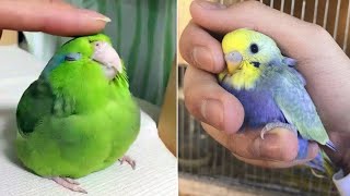 Smart And Funny Parrots Parrot Talking Videos Compilation 2023  Cute Birds 32 [upl. by Baras]