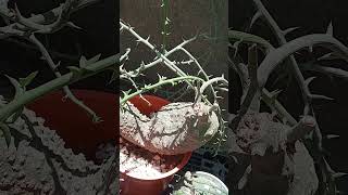 This is Adenia globosa double headsbonsai gardenplantsplant gardeningcaudexcaudexplantviral [upl. by Eatnuahc]