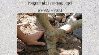 Program Akar Sancang Bogel  XONNI BONSAI [upl. by Noyad110]