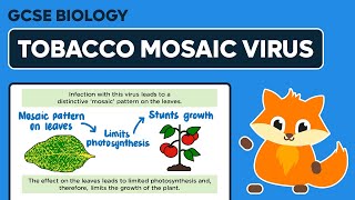 Tobacco Mosaic Virus  Viral Diseases  GCSE Biology [upl. by Malvia]