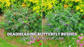 Deadheading Butterfly Bushes  Garden Tasks for June  Zone 9b Summer Garden Maintenance [upl. by Ettenrahs860]