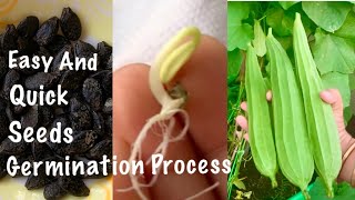 Easy And Quick Way To Germinate Ridge Gourd Seeds At Home How To Grow Ridge Gourd At Home [upl. by Pellikka]