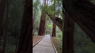 redwoods trees muirwoods nationalmonument forest trail nature vlogger youtubeshorts [upl. by Yngad265]