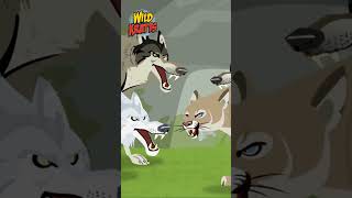 Wolf and Mountain Lion Showdown  Happy Halloween  Wild Kratts [upl. by Anayd676]