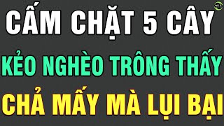 5 Cây Này Càng To Càng Thiêng Đừng Dại Chặt Đi Mà ỐM ĐAU LỤI BẠI Gia Đình Khó Giàu TLCN [upl. by Wickner349]