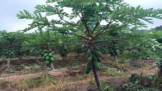 Otro cultivo importante en el sureste mexicanoLa papaya [upl. by Laefar663]