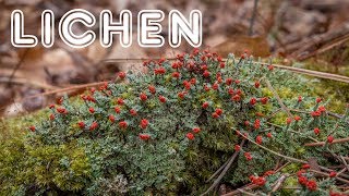 Introduction to Lichen Growth Forms Reproduction and Value [upl. by Duax]