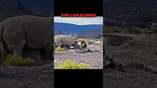 Lion King vs Rhino trending wildlife animals lion rhinoceros Rhinocerosrhino shorts short [upl. by Meedan]