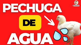 🥊COMO CURAR LA ASCITIS EN POLLOS DE ENGORDE🔔EL ABC DE LA ASCITIS PREVENIR CONTROLAR Y CURAR🤩 [upl. by Idonah]