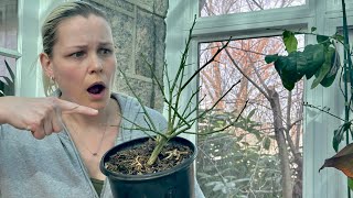 How To Tell If Your Citrus Plant 🍋 is Dead Dying or Diseased Complete Guide [upl. by Uriah392]