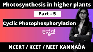 Photosynthesis in higher plants Part  5  Cyclic Photophosphorylation 1stpuc biologyinkannada [upl. by Mathi]