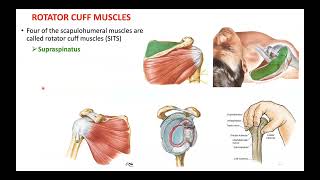 Scapulohumeral muscles Shoulder muscles  Deltoid Teres major  Rotator cuff muscles [upl. by Araek583]