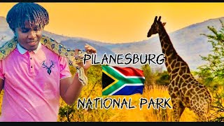 PILANESBERG NATIONAL PARK  SOUTH AFRICA WILDLIFE EXPERIENCE [upl. by Molli]