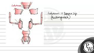 Describe the mouth parts of cockroach [upl. by Lari]