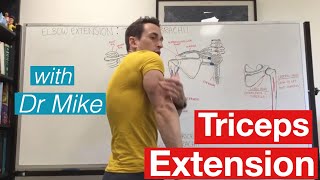 Triceps Workout  Functional Anatomy [upl. by Eetnahc884]