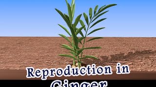 ginger giving birth  how pregnancy or  Vegetative propagation in Ginger [upl. by Rizika]