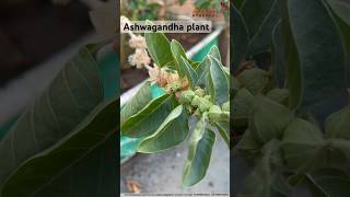 ashwagandha plants harvesting ashwagandhabenefits [upl. by Eirruc]