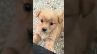 Barking 🤫 puppy puppyentertainment dog cute doglover puppydog youtubeshorts shortvideo [upl. by Attenreb]