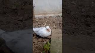 Baby Ringneck Dove 1310 [upl. by Aneehsat659]