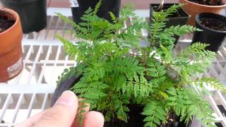 Jacaranda seedlings [upl. by Sell879]