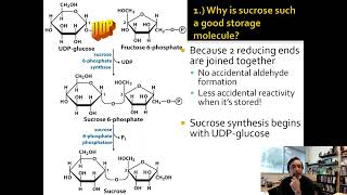 Lecture 14A UDP in Carbohydrate Biosynthesis [upl. by Rehptsirhc606]