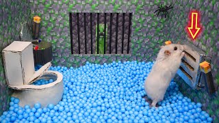 🐹 Hamster Escapes the Awesome Double Prison Maze with Minecraft Creeper🐹 for Pets in real life [upl. by Kcirdaed]