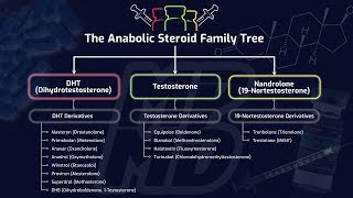 The Anabolic Steroid Family Tree  How Different Steroids Impact Muscle Building amp Performance [upl. by Fabio]