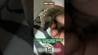 Meet Daisy small orphaned 70g baby hoglet rescued from Dunstable  Hornbeam Wood Hedgehog Sanctuary [upl. by Okimat]