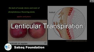 Lenticular Transpiration Biology Lecture  Sabaqpk [upl. by Hibbs]